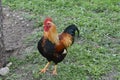 Dutch bantam rooster in a free range with grass.