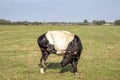 Dutch belted breed, Lakenvelder cow, heifer, with an itch, scratching forehead with hind leg, showing tiny udder in a pasture Royalty Free Stock Photo