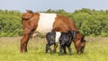 Dutch Belted cow calf, Lakenvelder cattle, livestock full length, grazing and looking at camera, side view in a green field Royalty Free Stock Photo