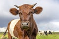 Dutch Belted cow, Lakenvelder cattle, with horns, red and white livestock, looking at camera, approaching coming forward Royalty Free Stock Photo