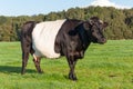 Dutch belted cow with udders and horns Royalty Free Stock Photo