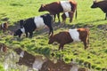 Dutch Belted or Lakenvelder cows Royalty Free Stock Photo