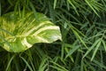 A Dutch betel plant Devil`s Ivy leaf among bamboo green leaves, natural background Royalty Free Stock Photo