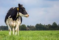 Dutch black and white cow in a grass meadow Royalty Free Stock Photo