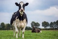 Dutch black and white cow in a grass meadow Royalty Free Stock Photo