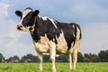 Dutch black and white cow in a grass meadow Royalty Free Stock Photo