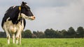 Dutch black and white cow in a meadow Royalty Free Stock Photo