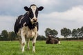 Dutch black and white cow in a meadow Royalty Free Stock Photo