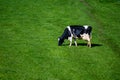 Dutch black white cow with milk grazing on green grass pasture