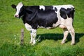 Dutch black white cow with milk grazing on green grass pasture