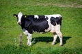 Dutch black white cow with milk grazing on green grass pasture