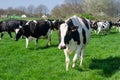 Dutch black and white cows