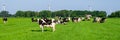 Dutch black and white cows in the meadow grassland with windmill turbines on the background Royalty Free Stock Photo