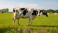 Dutch black and white cows in the meadow grassland with windmill turbines on the background Royalty Free Stock Photo