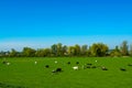 Dutch black white cows with milk grazing on green grass pasture