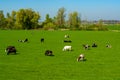 Dutch black white cows with milk grazing on green grass pasture