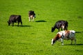 Dutch black white cows with milk grazing on green grass pasture