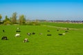 Dutch black white cows with milk grazing on green grass pasture