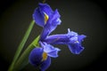 Dutch Blue Iris on Black Background