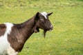 Dutch Bonte goat, head and beard of brown-white short haired milk goat, Netherlands