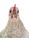 Dutch Booted Bantam Royalty Free Stock Photo