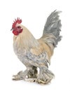 Dutch Booted Bantam Royalty Free Stock Photo