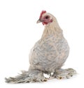 Dutch Booted Bantam Royalty Free Stock Photo