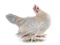 Dutch Booted Bantam Royalty Free Stock Photo