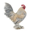 Dutch Booted Bantam Royalty Free Stock Photo