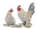 Dutch Booted Bantam Royalty Free Stock Photo