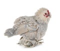 Dutch Booted Bantam Royalty Free Stock Photo