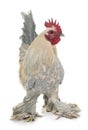 Dutch Booted Bantam Royalty Free Stock Photo