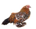 Dutch Booted Bantam Royalty Free Stock Photo