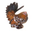 Dutch Booted Bantam Royalty Free Stock Photo