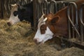 Dutch brown spotted cow eating hay in the stable