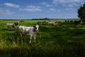 Dutch Brown and White cows, Urk Netherlands Royalty Free Stock Photo