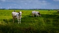 Dutch Brown and White cows, Urk Netherlands Royalty Free Stock Photo