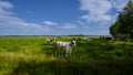 Dutch Brown and White cows, Urk Netherlands Royalty Free Stock Photo