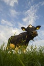 Dutch Cattle Royalty Free Stock Photo