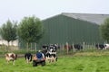 Dutch cattle farmer drives cows to cowshed