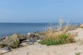 Dutch coast with basalt stones and reed bush Royalty Free Stock Photo