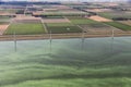 Dutch coast in hot summer, sea covered with blue-green algae