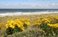 Dutch Coast in Spring Royalty Free Stock Photo