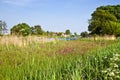 Dutch country landscape with farm in spring