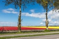 Dutch country road with colorful tulip fields and wind turbines