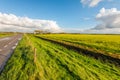 Dutch country road beside a field with flowering rapeseed