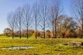 Dutch countryside with agricultural farms with green grass between fences, group of bare trees, a puddle with rainwater