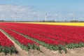 Dutch countryside with colorful tulip fields and wind turbines Royalty Free Stock Photo