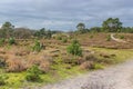 Dutch countryside with dirt trails among pine trees, heather and wild grass