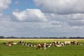 Dutch countryside in Groningen with cows and beautiful summer clouds